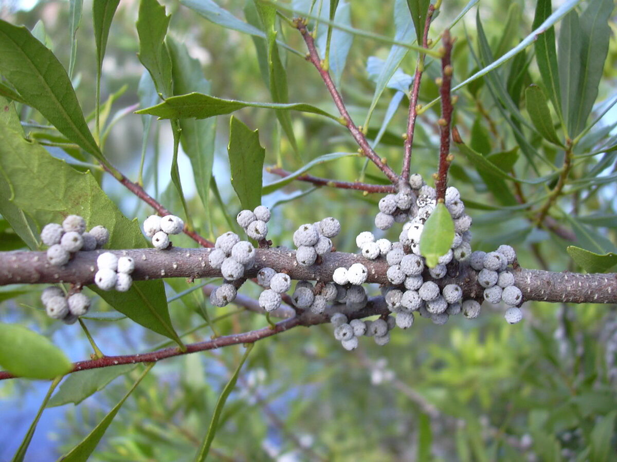 Myrica cerifera (Wax Myrtle - Bayberry Wild Cinnamon) — photo