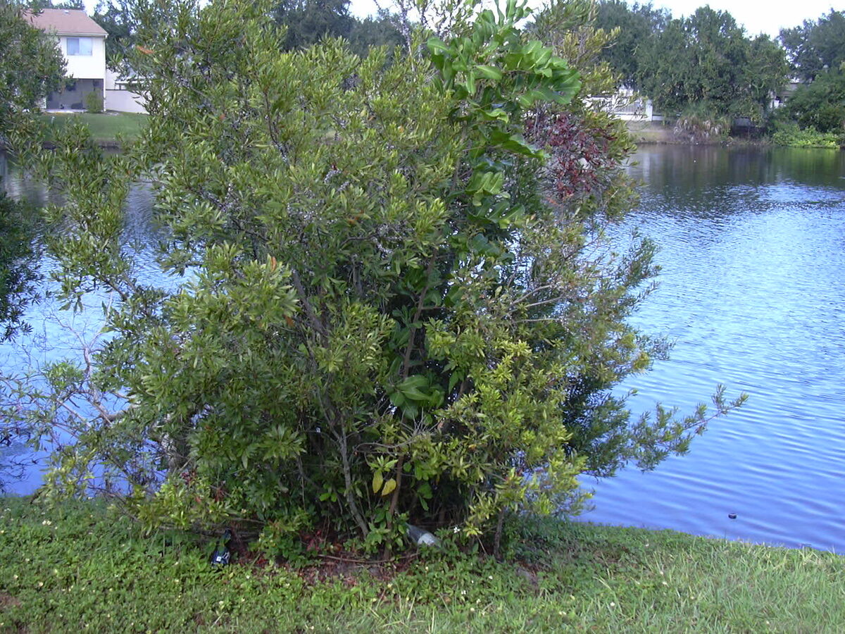 Myrica cerifera (Wax Myrtle - Bayberry Wild Cinnamon) — photo