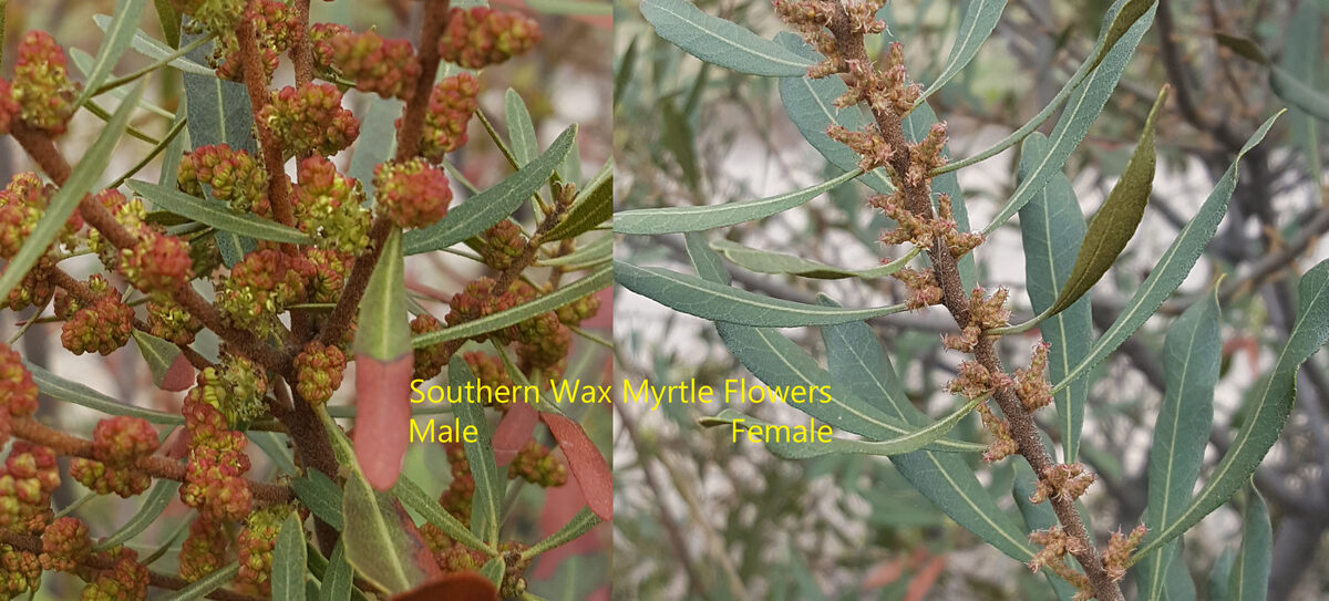 Myrica cerifera