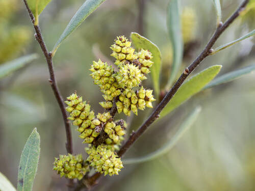 Myrica gale (Bog Myrtle) — photo
