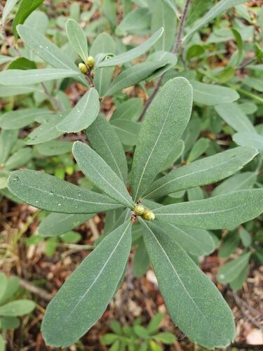 Myrica gale
