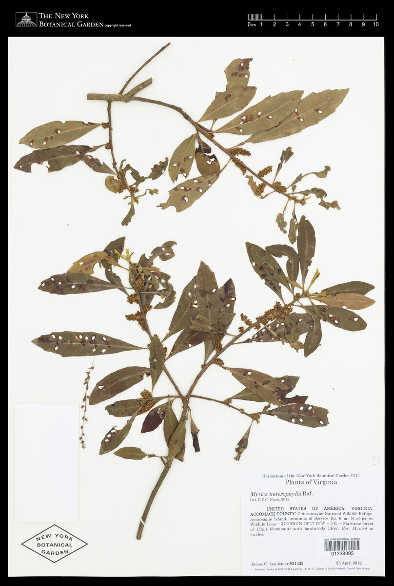 Myrica heterophylla (Bayberry) — photo