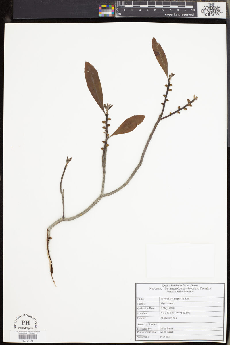 Myrica heterophylla (Bayberry) — photo