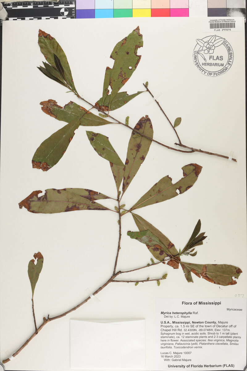 Myrica heterophylla