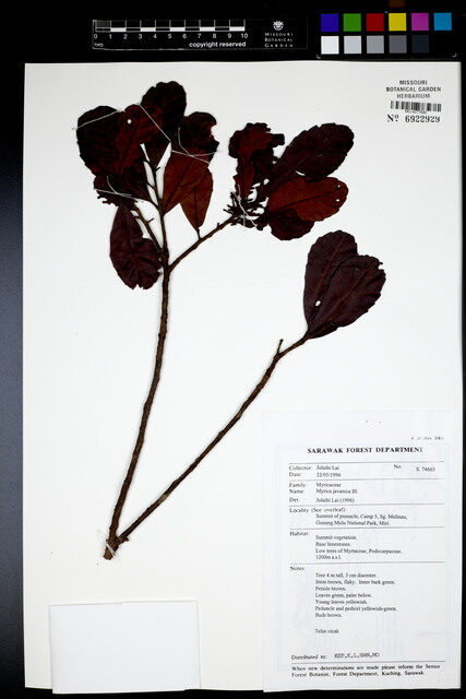Myrica javanica (Ki teke) — photo
