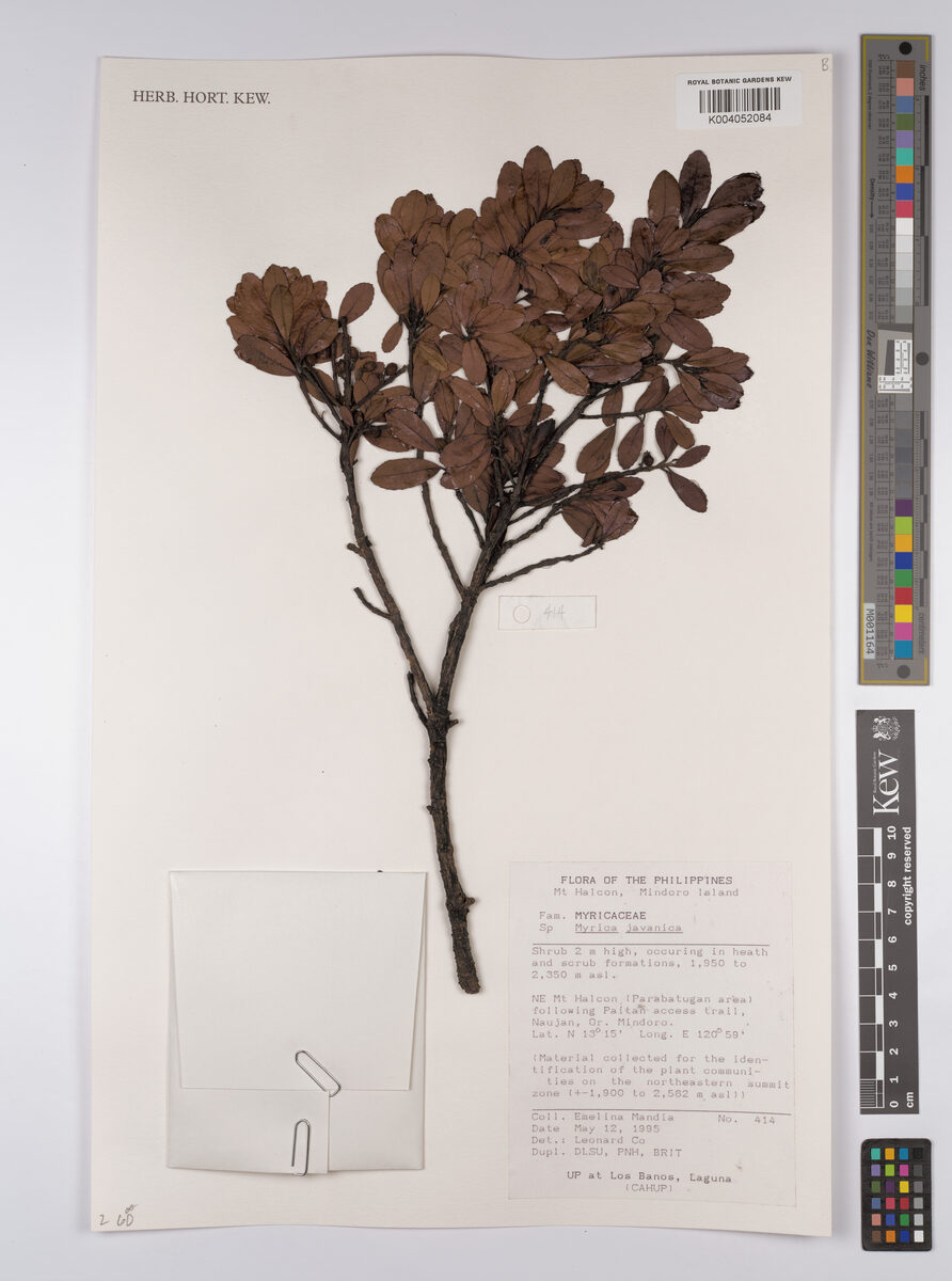Myrica javanica (Ki teke) — photo