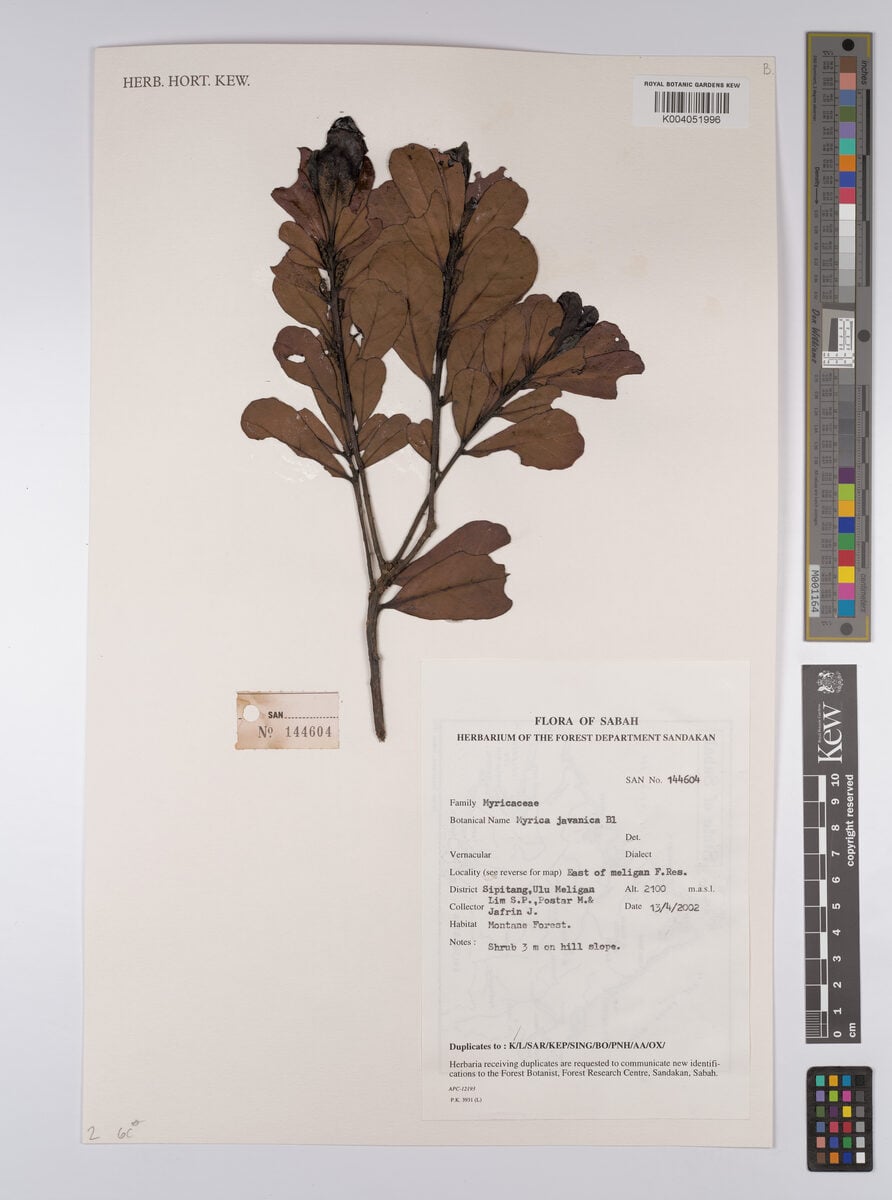 Myrica javanica
