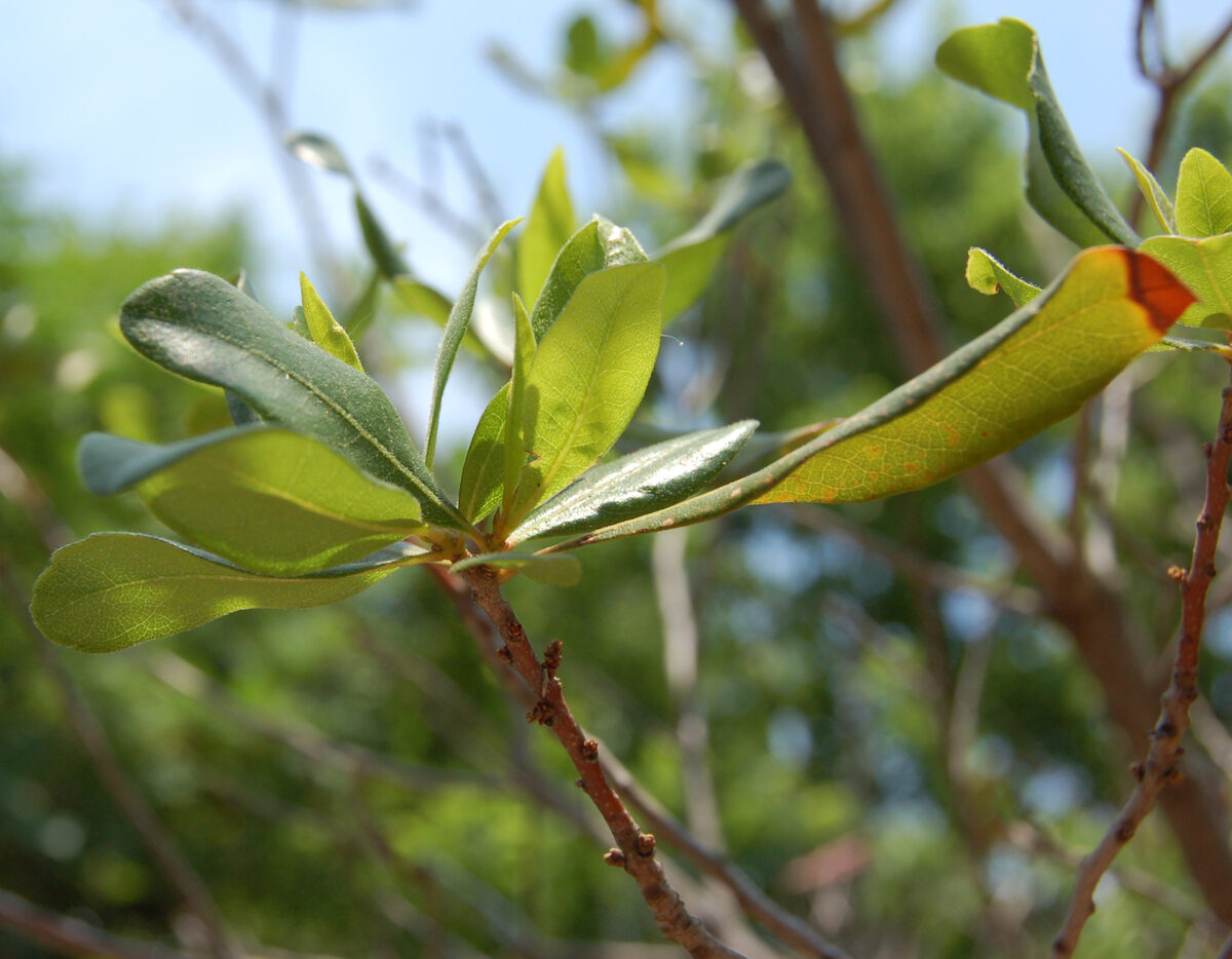Myrica pensylvanica (Northern Bayberry) — photo