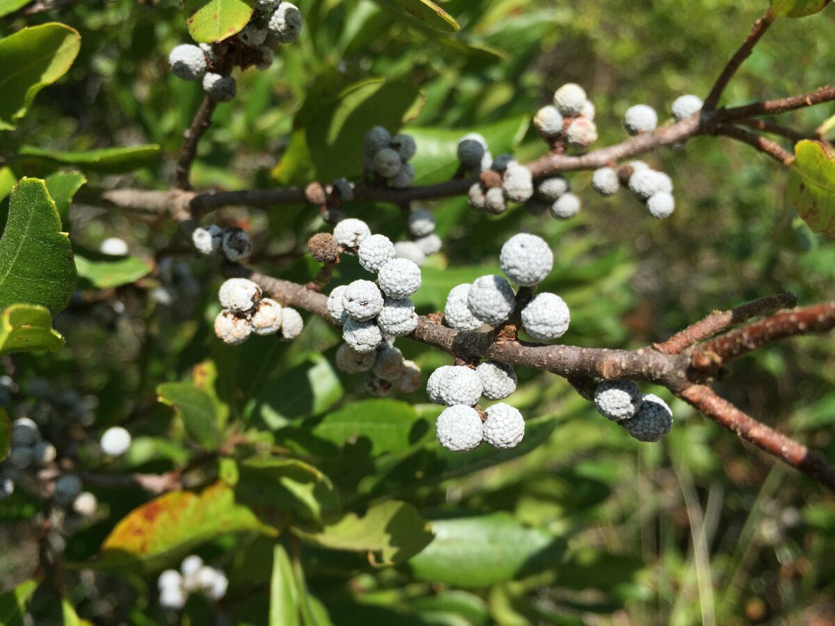 Myrica pensylvanica