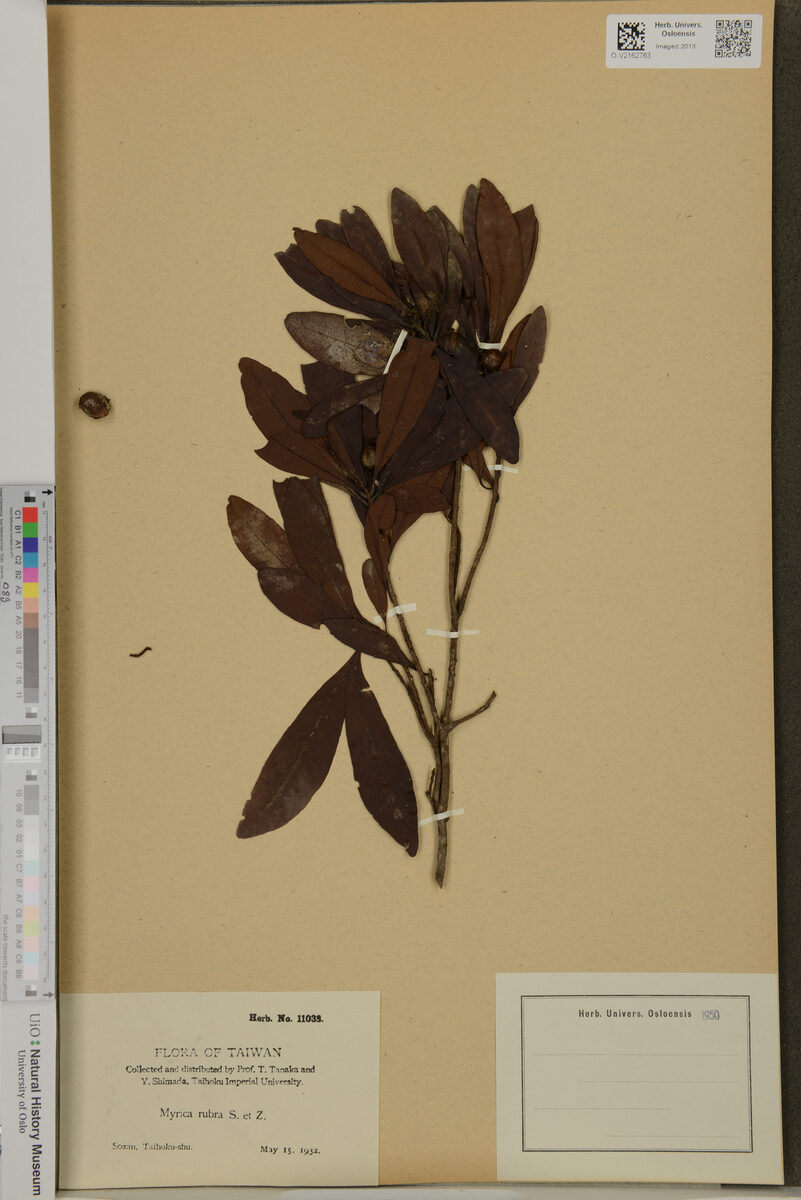 Myrica rubra - (Lour.)Siebold.&Zucc. (Chinese Bayberry) — photo
