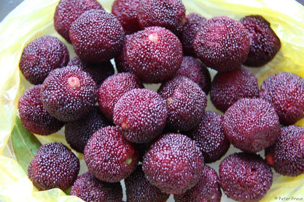 Myrica rubra - (Lour.)Siebold.&Zucc.