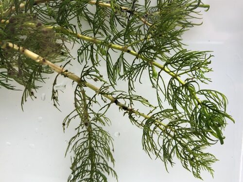 Myriophyllum sibiricum (Siberian) — photo