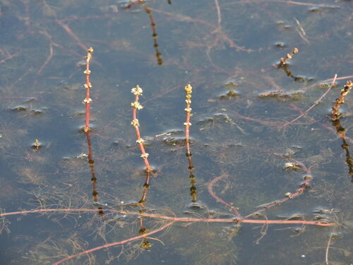 Myriophyllum sibiricum (Siberian) — photo
