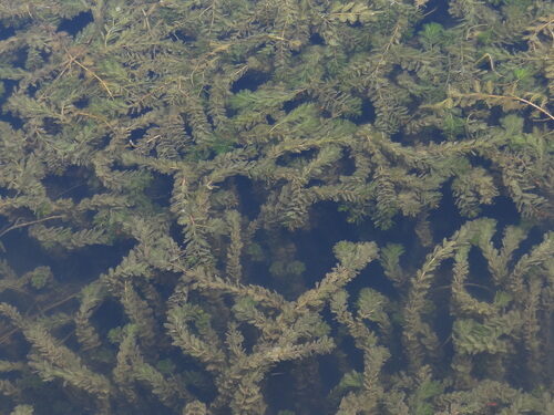Myriophyllum spicatum (Water Milfoil) — photo