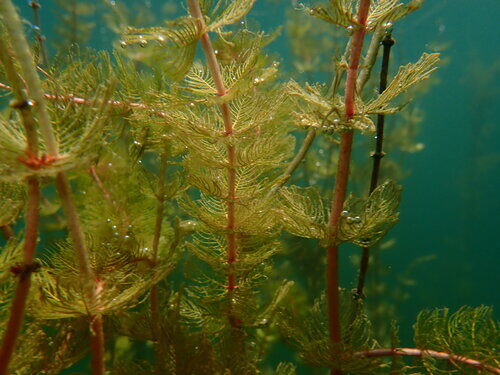 Myriophyllum spicatum (Water Milfoil) — photo