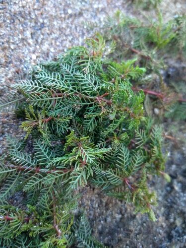 Myriophyllum verticillatum (Myriad Leaf) — photo