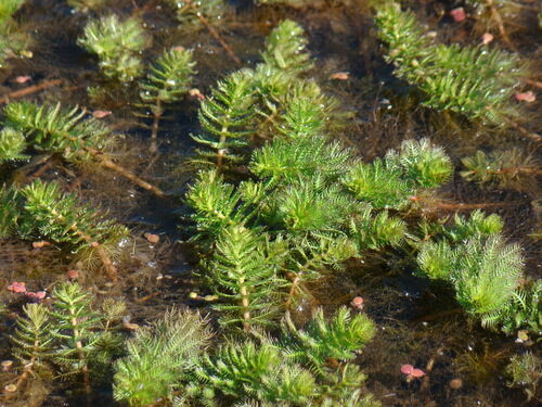 Myriophyllum verticillatum (Myriad Leaf) — photo