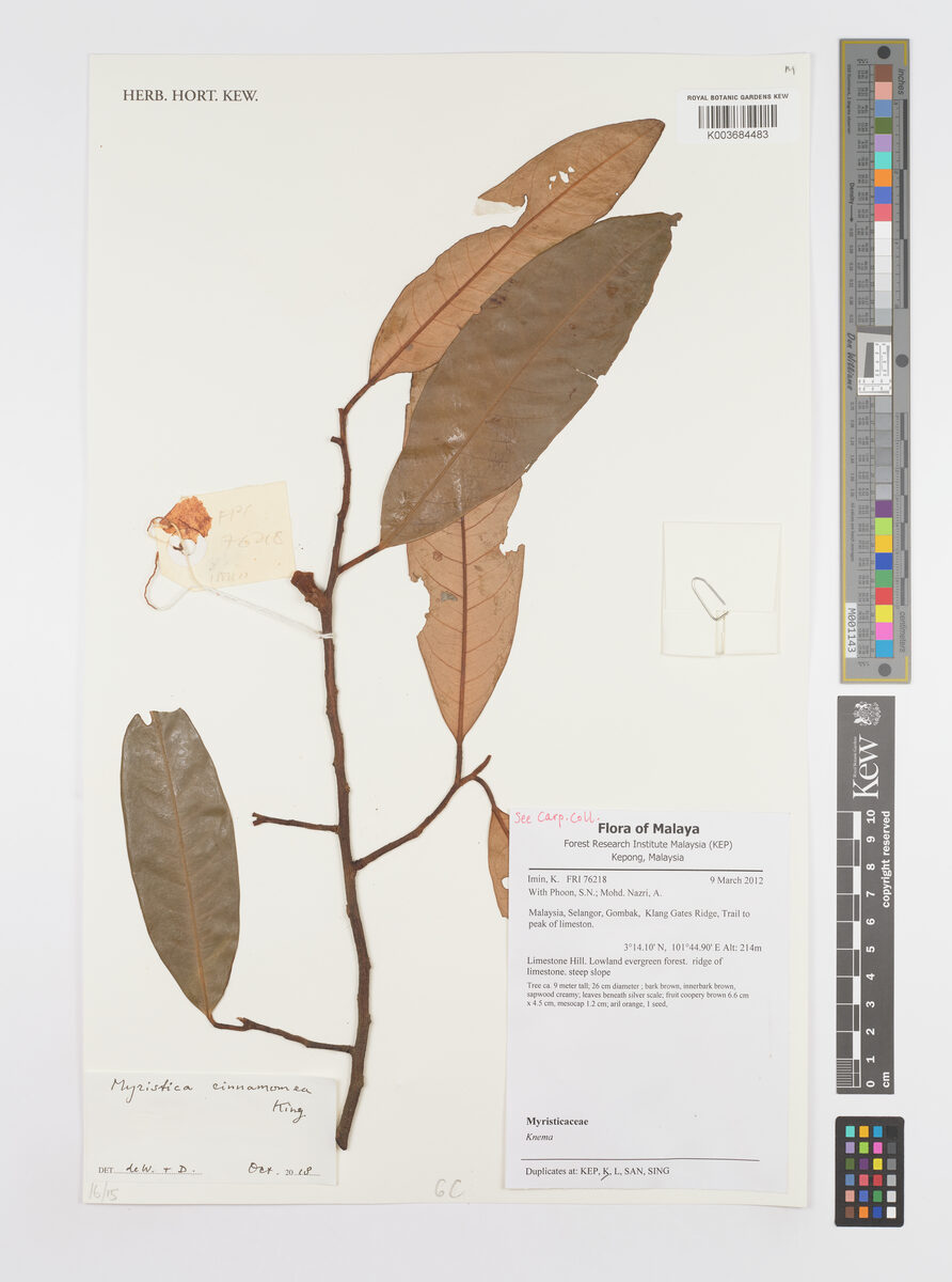 Myristica cinnamomea — photo