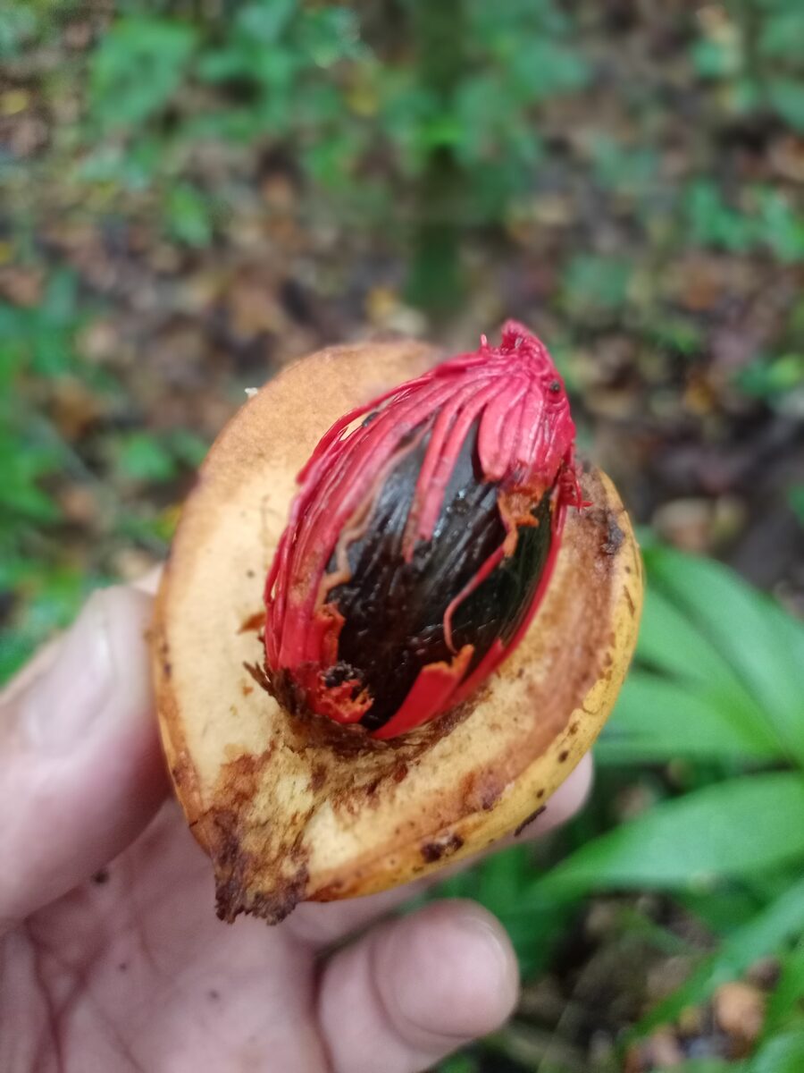 Myristica philippensis — photo
