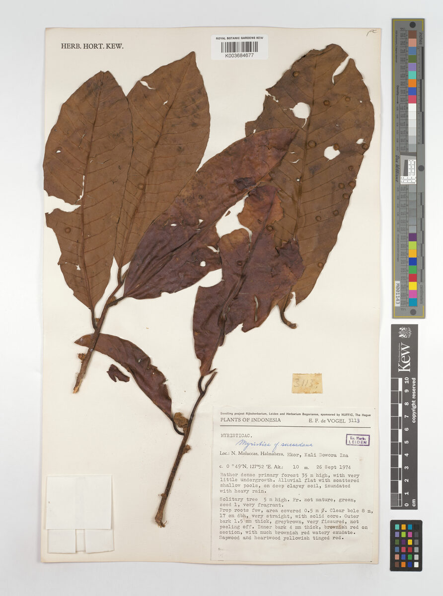 Myristica succedanea (Halmahera nutmeg) — photo