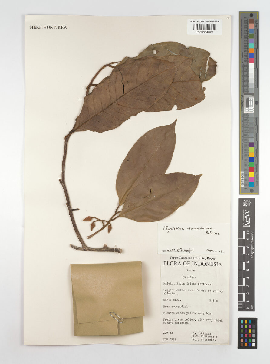 Myristica succedanea
