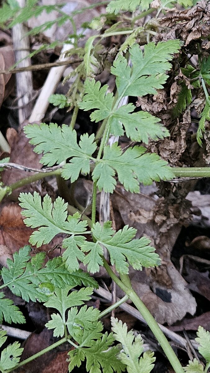 Myrrhis odorata - (L.)Scop. (Sweet Cicely) — photo