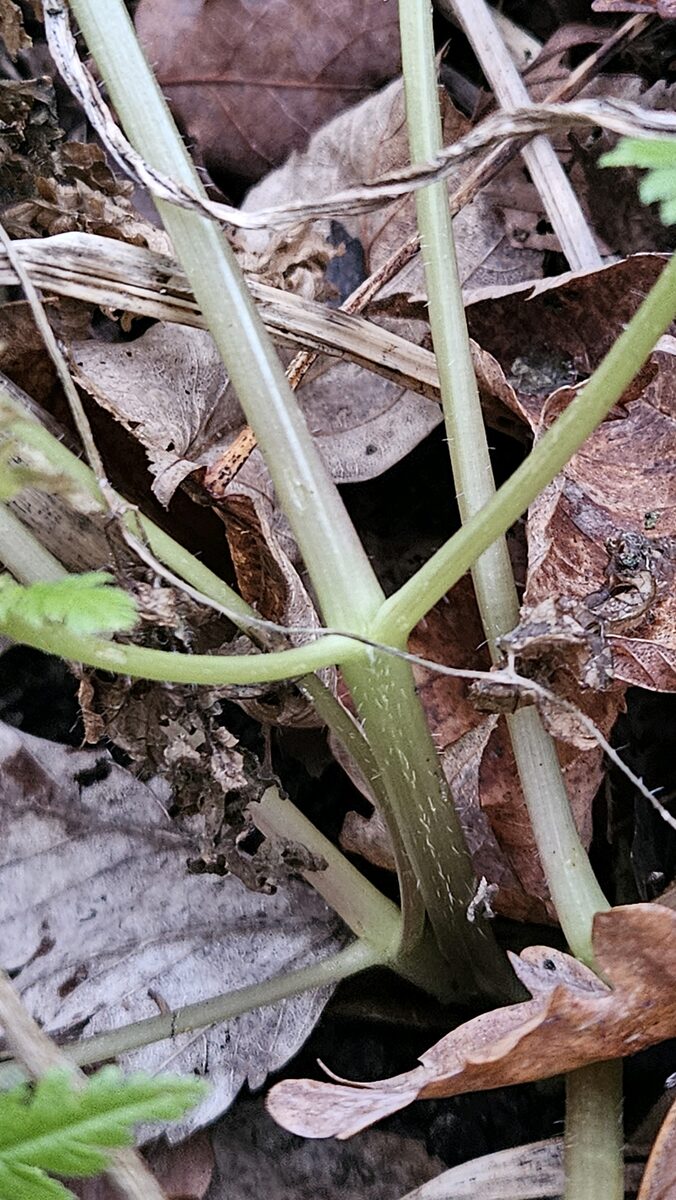 Myrrhis odorata - (L.)Scop. (Sweet Cicely) — photo