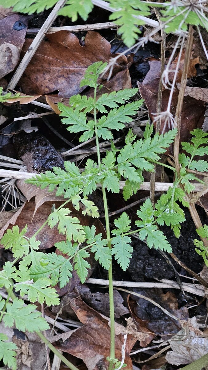 Myrrhis odorata - (L.)Scop.