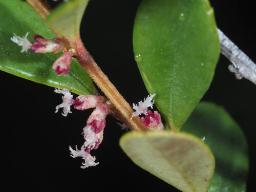Myrsine africana (Cape Myrtle) — photo