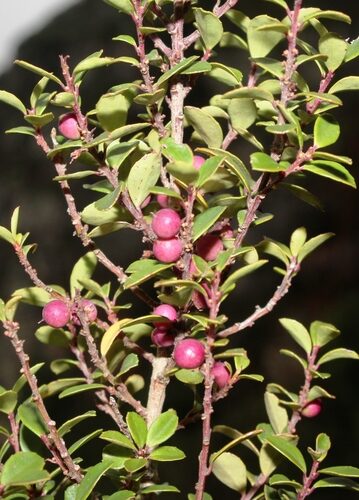Myrsine africana (Cape Myrtle) — photo