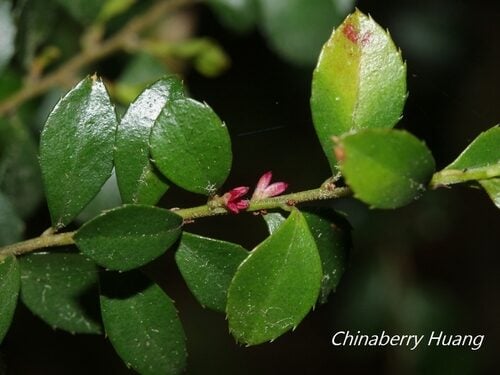 Myrsine africana