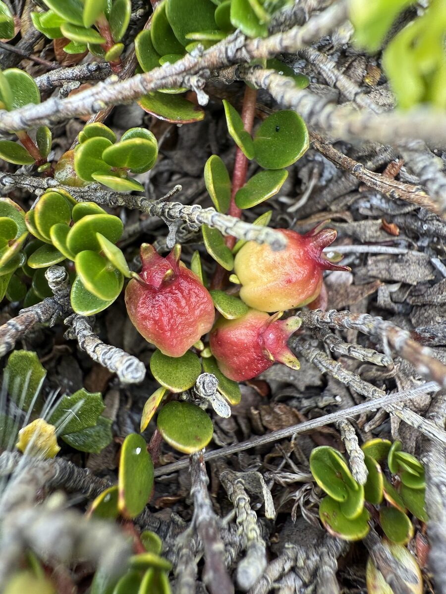 Myrteola nummularia - (Poir.)O.Berg. (Cranberry-myrtle) — photo