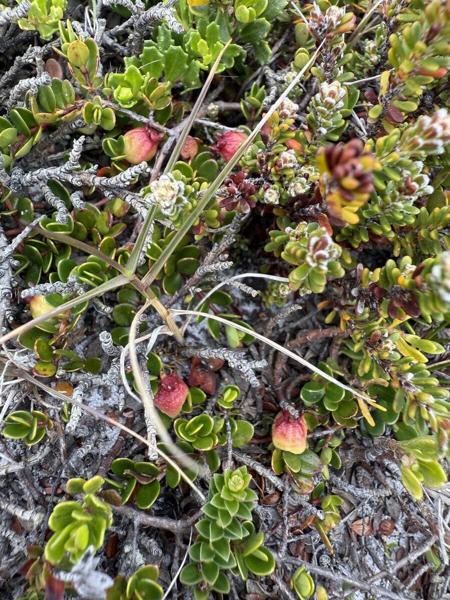 Myrteola nummularia - (Poir.)O.Berg. (Cranberry-myrtle) — photo