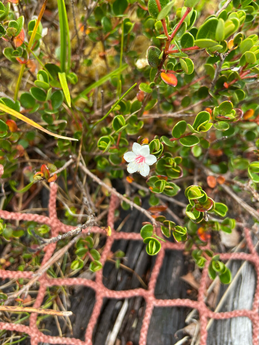 Myrteola nummularia - (Poir.)O.Berg.