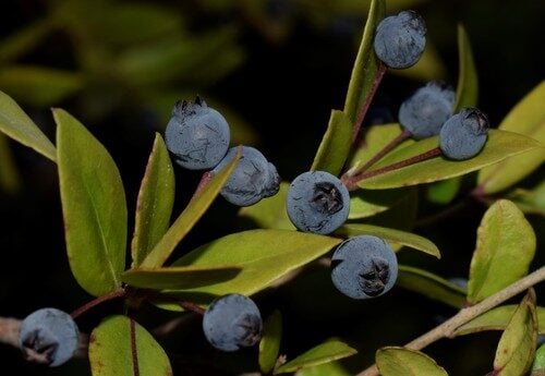 Myrtus communis (Myrtle) — photo
