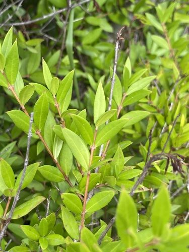 Myrtus communis (Myrtle) — photo
