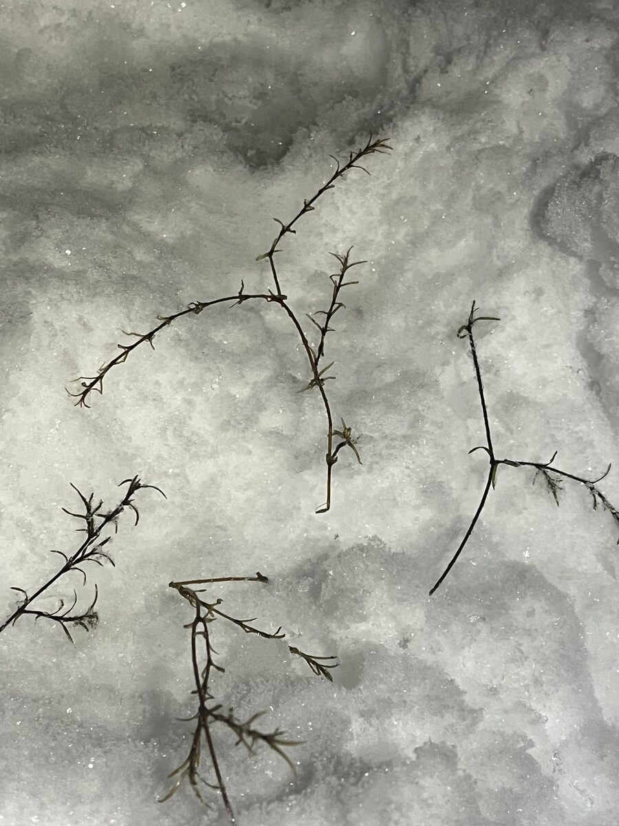 Najas flexilis - (Willd.)Rostk.&F.Schmidt. (Nodding waternymph) — photo
