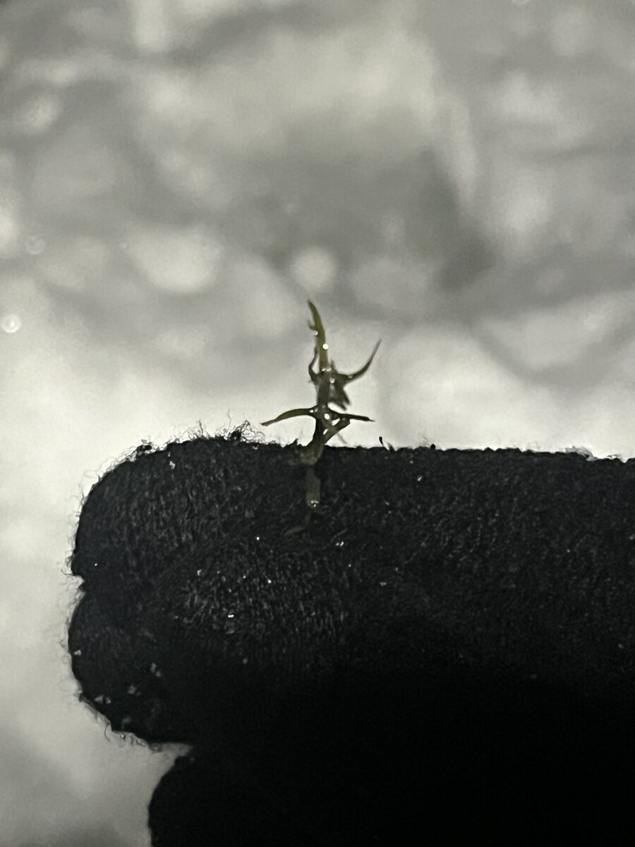 Najas flexilis - (Willd.)Rostk.&F.Schmidt. (Nodding waternymph) — photo
