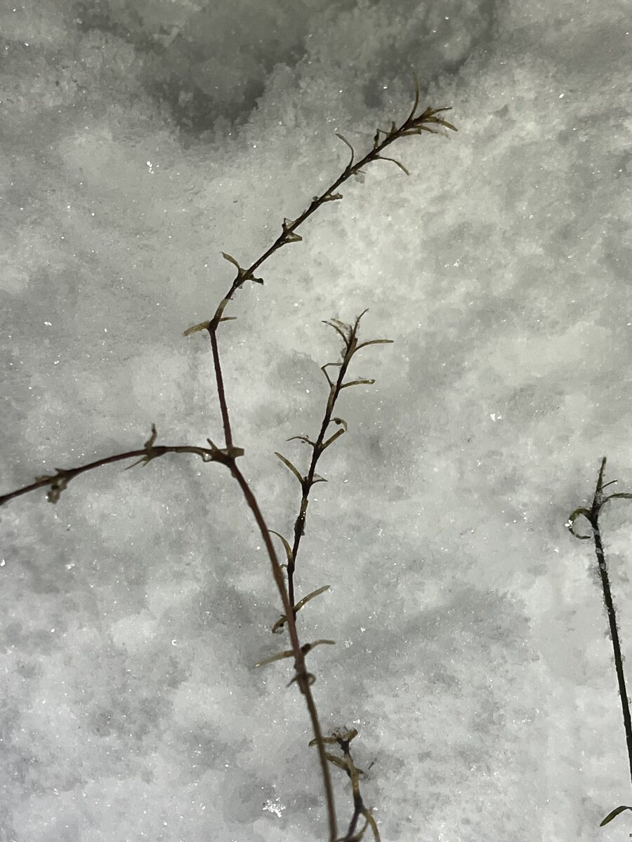 Najadaceae