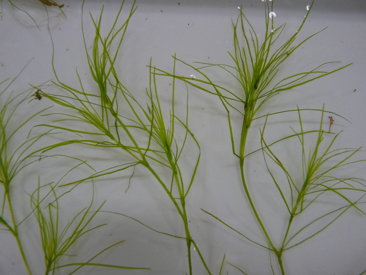 Najas graminea (Ricefield waternymph) — photo