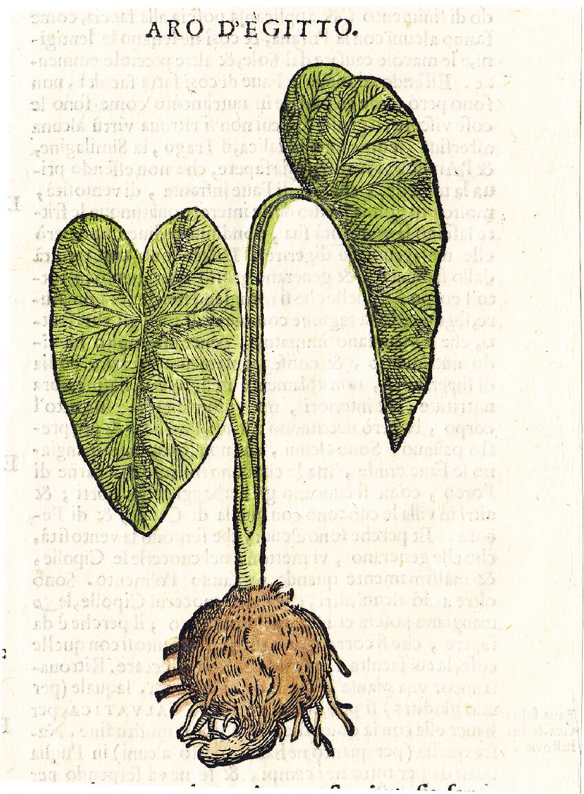 Najas graminea