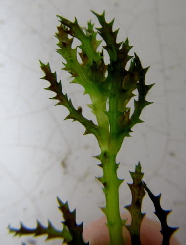 Najas marina (Spiny Naiad) — photo