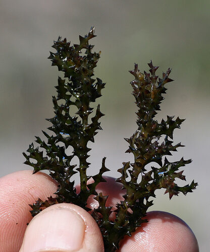 Najas marina (Spiny Naiad) — photo