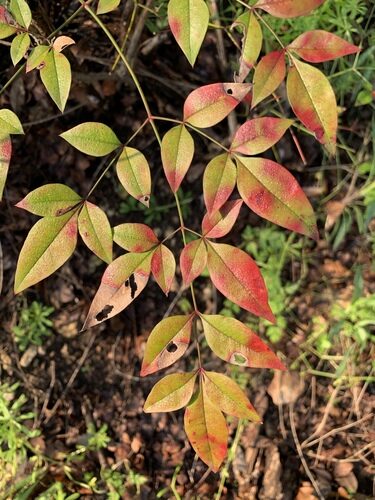 Nandina domestica (Sacred Bamboo) — photo