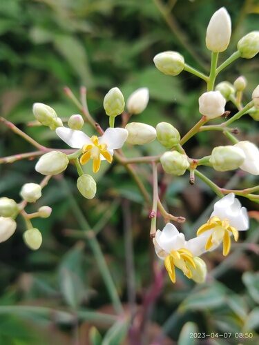Nandina domestica (Sacred Bamboo) — photo