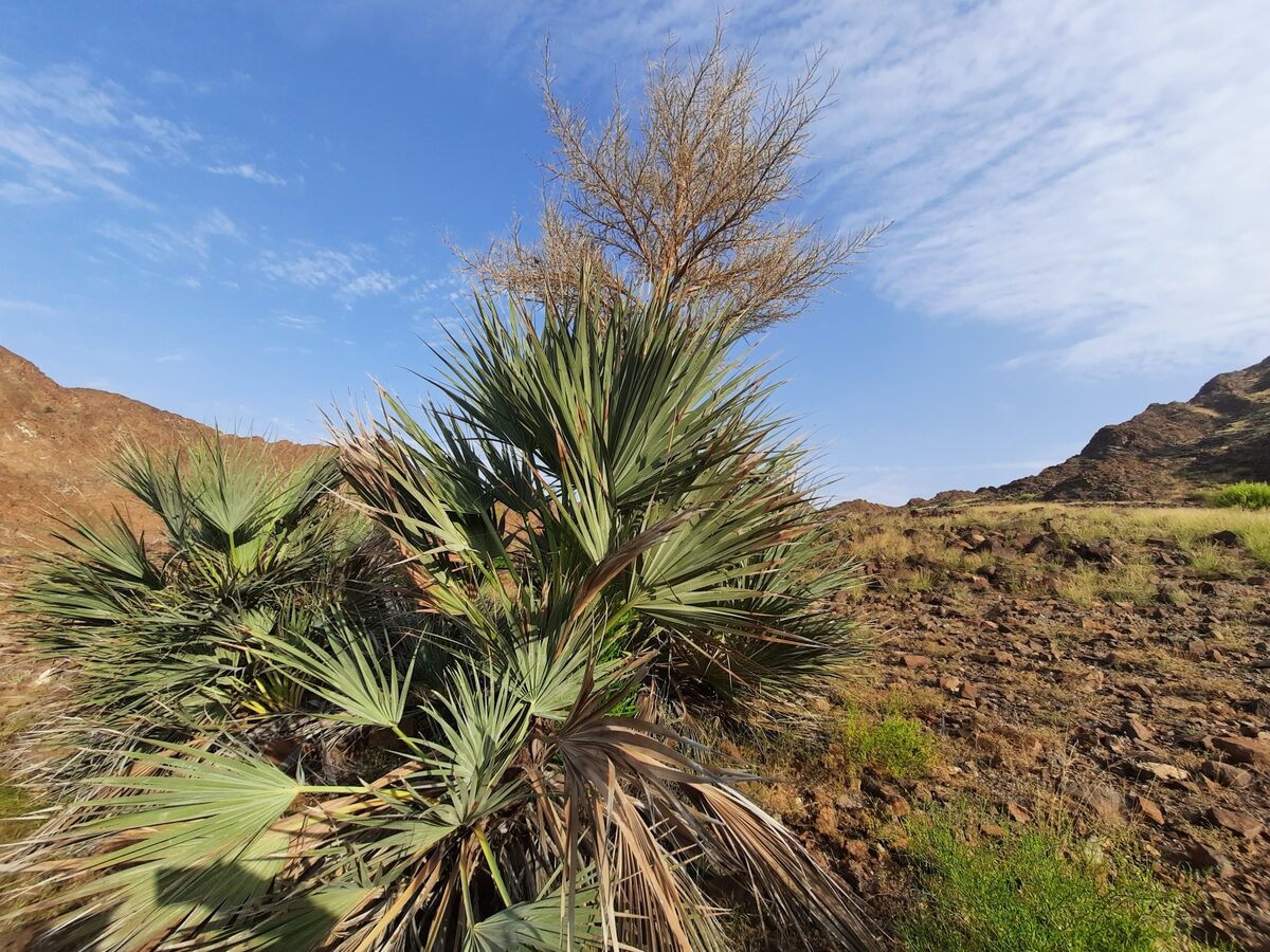 Nannorrhops ritchiana - (Griff.)Aitch. (Mazari Palm) — photo