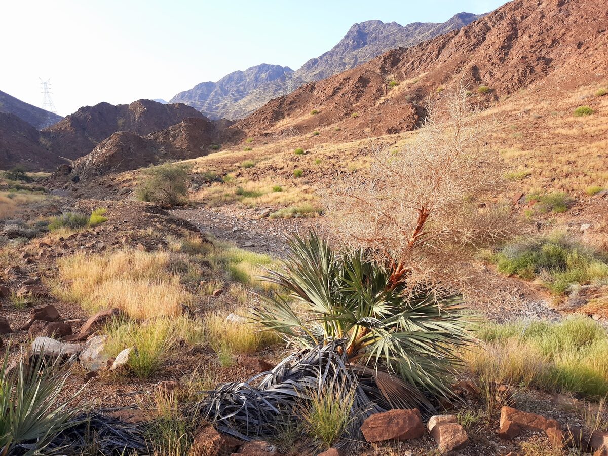 Nannorrhops ritchiana - (Griff.)Aitch. (Mazari Palm) — photo