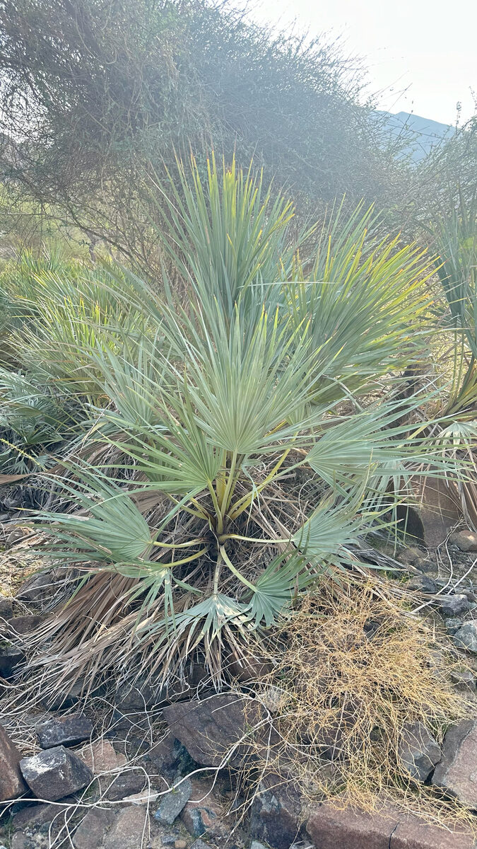 Nannorrhops ritchiana - (Griff.)Aitch.