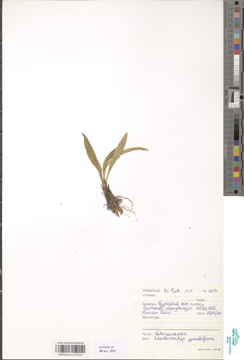Nardostachys grandiflora