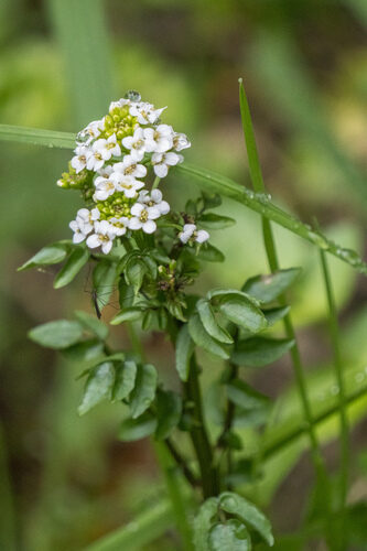 Nasturtium officinale (Watercress) — photo